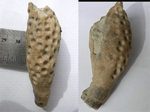 고대의 벌레 모양 기생충 때문에 몸의 일부에 구멍이 나거나 부풀어 오른 바다나리 화석. Credit: Carlton Brett