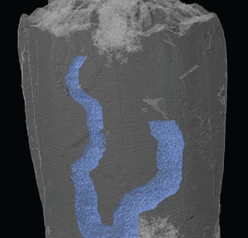 3차원으로 복원된 화석의 모습. 파란색은 내장. 표본의 크기는 3 mm 가 안된다. Credit: I. Rahman
