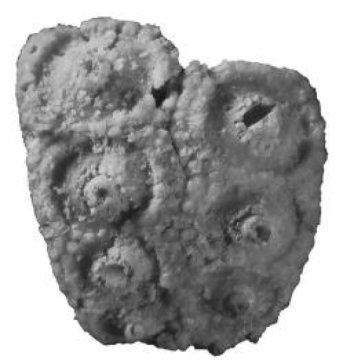 남캘리포니아대학의 제프리 톰슨이 발견한 에오티라이스 구아달루펜시스 화석은 스미소니언 컬렉션에 보관되어 있었다. Credit: Courtesy of David Bottjer/USC