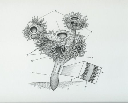 나마칼라투스 헤르마나스테스 (Namacalathus hermanastes) 의 복원도. Credit: J. Sibbick