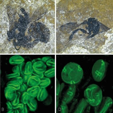 화석화된 벌과 뒷다리에 붙은 꽃가루 표본. Credit: Copyright AG Wappler/Uni Bonn