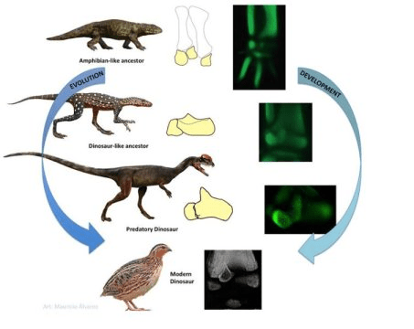 현생 양서류와 마찬가지로 새의 먼 조상은 윗발목에 세 개의 뼈를 가지고 있었다. 이들이 땅 위에 알을 낳는 동물로 진화하면서 윗발목 부분에는 두 개의 뼈만 존재하게 되었다. 공룡의 경우 이 중 하나인 발목뼈에는 뾰족하게 위로 뻗은 "오름 돌기" 가 존재한다. 이 특징은 살아있는 공룡인 새에서도 관찰된다. 새롭게 이루어진 새의 배아에 대한 상세한 연구에서 이들의 발목이 양서류와 비슷한 발생 패턴을 다시 진화시켜 세 개의 발목뼈가 존재하며 그 중 하나가 공룡의 오름 돌기가 되었다는 사실을 밝혀냈다. Credit: Image courtesy of Universidad de Chile