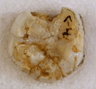 시베리아에서 발견된 사람아과 종 유해의 일부인 데니소바 8 어금니. 연대측정 결과 11만 년 전의 것으로 추정된다. 사진 제공: 벤스 비올라