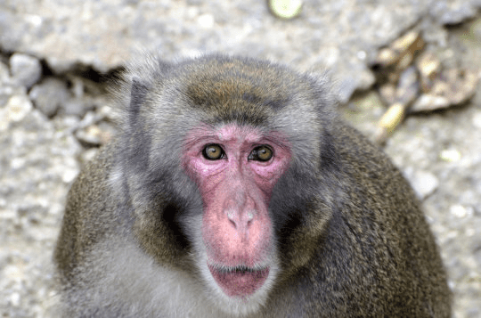 원숭이. 인간과 원숭이의 뇌를 스캔하여 연구팀은 인간과 원숭이 모두의 뇌 앞쪽에 연속적인 소리가 정해진 순서로, 혹은 예상치 못하게 정해진 순서를 따르지 않고 났을 때 이를 인식하는 영역이 있다는 것을 확인했다. (stock image) Credit: © giadophoto / Fotolia