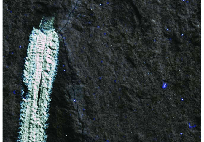 레바논의 백악기 지층에서 발견된 화석 불갯지렁이 롤린스카이타 미오플레나 (Rollinschaeta myoplena) 는 근육조직이 보존되어 있어 자외선을 쬐면 흰색으로 형광을 낸다.