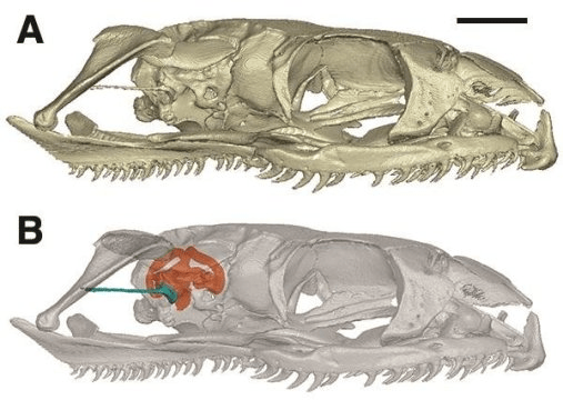 현생 뱀의 두개골. 오렌지 색으로 보이는 것이 내이 (inner ear) 이다. Credit: Hongyu Yi
