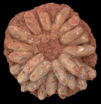 공룡의 둥지. Credit: Kohei Tanaka