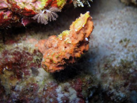 홍해에서 볼 수 있는 해면동물. Credit: Gert Wörheide