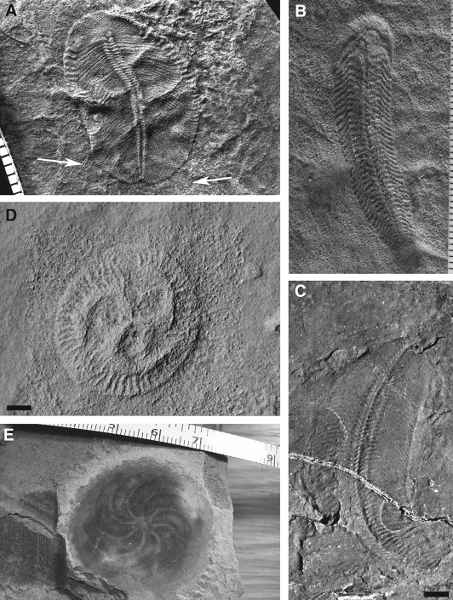 에디아카라 생물군 화석 중 일부. Credit: (A) Andrej Ivantsov; (B) Jim Gehling; (C) S. J.; (D) Martin Smith; (E) Stefan Bengtson.