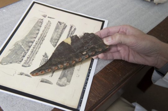 남부감리대학의 티모시 S. 마이어스에 의하면 두 대륙에 떨어져 있던 친척 관계인 익룡이 발견된 것으로 보아 백악기에 북대서양이 점차 넓어지고 있었음에도 불구하고 선사시대의 생물인 이들 익룡이 북아메리카와 영국 사이를 오갔을 가능성이 높다고 한다. Credit: Hillsman Jackson, SMU