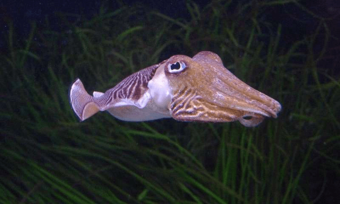 갑오징어. Credit: Wikipedia