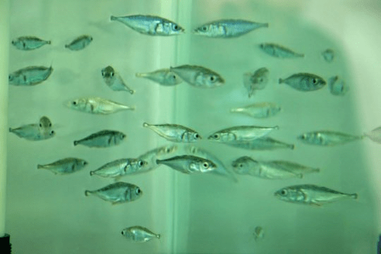 큰가시고기. 진화는 수십 년에 걸쳐 빠르게 일어날 수도 있다고 오레건 대학의 생물학자 빌 크레스코는 말한다. Credit: Image courtesy of University of Oregon