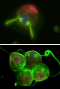 위에 보이는 것은 분열 중인 동정편모충류의 형광 현미경 사진. 파란 색은 DNA, 초록색은 편모와 방추체다. 아래에 보이는 것은 작은 동정편모충류의 군체로 그 중 하나가 분열 중이다. 오레건 대학의 프리호다 연구실에서는 편모와 분열 방향의 관계가 동물에서 볼 수 있는 조직화된 다세포성의 진화에 중요한 역할을 했을 것이라는 의견을 내놓았다. Credit: Ken Prehoda
