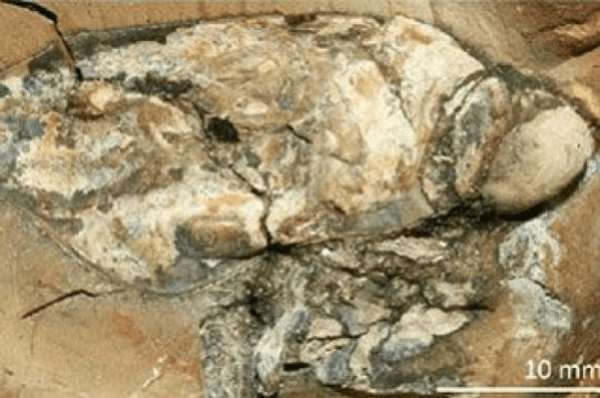 포식자였던 화석 갑각류. Credit: Image courtesy of University of Cologne