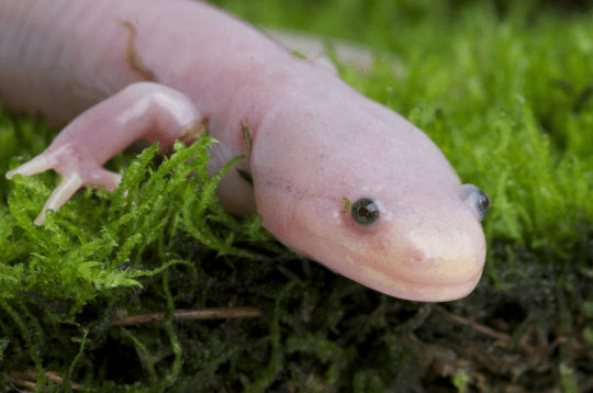 양서류인 아홀로틀 (Ambystoma mexicanum). 새로운 발견으로 인해 진화에 대해 오랫동안 사실로 여겨져왔던 가정들이 도전을 받고 있다. Credit: © mgkuijpers / Fotolia
