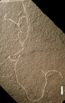 최근 화석으로 보존되어 발견된 새로운 종류의 다세포 해조류는 칭기스카니아 비푸르카타 (Chinggiskhaania bifurcata) 라는 학명을 가지게 되었다. Credit: Image courtesy of University of Wisconsin-Milwaukee