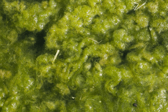 녹조류 (스톡 이미지) Green algae (stock image). A new paper explains how the ANR gene is a part of an ancestral molecular pathway that enables anatomically simple plants -- like the first plants to colonize land -- to survive dehydration -- a necessity for the first plants washed up on the fringes of bodies of water (pond slime) to survive on land. Credit: © unicusx / Fotolia