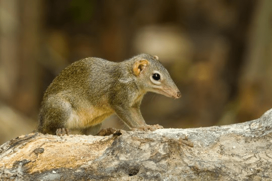 나무뒤쥐 투파이아 글리스 (Tupaia glis). Credit: © kajornyot / Fotolia