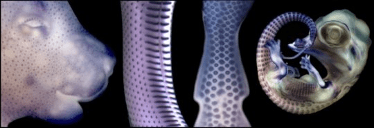 플라코드 (초기 발생 유전자 발현으로 인해 짙은 파란색을 보이는 점들) 는 (왼쪽에서부터) 쥐, 뱀, 그리고 닭과 악어의 털, 비늘, 그리고 깃털이 발생하기 전부터 볼 수 있다. Credit: copyright UNIGE 2016 (Tzika, Di-Poï, Milinkovitch)