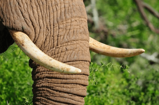 코끼리의 엄니 (스톡 이미지). Credit: © dpreezg / Fotolia