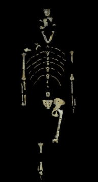 3백1십8만 년 된 아우스트랄로피테쿠스 아파렌시스 (Australopithecus afarensis) 화석 표본, 루시. Credit: Image provided by John Kappelman, UT Austin