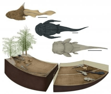 스트뤼트에서 발견된 산란장 생태계가 어떤 모습이었을지를 보여주는 그림. 세 종류의 판피어류 종이 이곳에서 발견되었다. 각각의 종은 위에서부터 투리사스피스 스트루덴시스 (왼쪽 측면에서 본 모습), 그로실레피스 리키키 (위에서 본 모습), 필롤레피스 운둘라타 (위에서 본 모습). Credit: Image by Justine Jacquot-Hameon/PLOS-One.